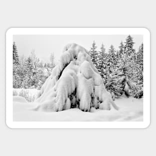 Snow covered tree Sticker